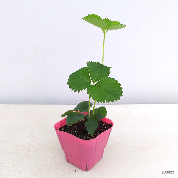 [26年2月中下旬予約]イチゴ（一季なり）：恋みのり4号ポット(PVP)