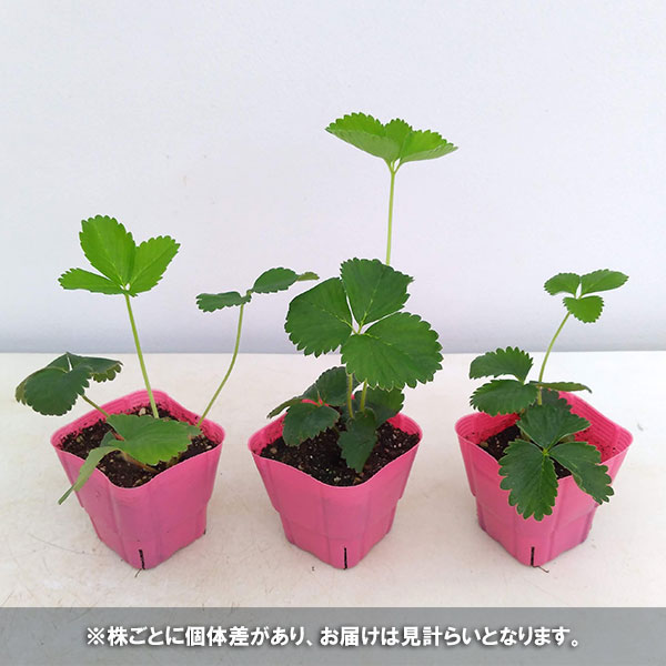 [26年2月中下旬予約]イチゴ（一季なり）：恋みのり4号ポット(PVP)