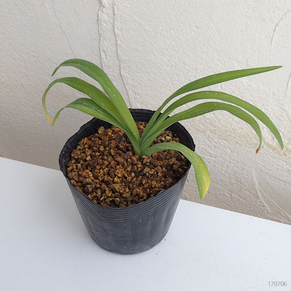 ニッコウキスゲ：黒花日光キスゲ3.5号ポット