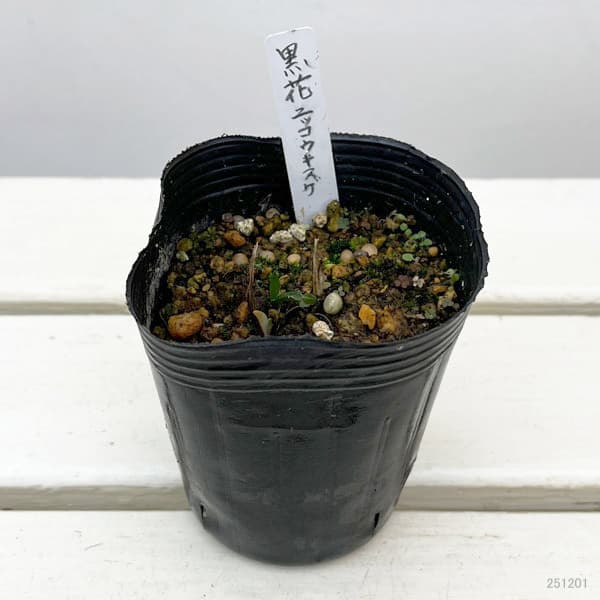 ニッコウキスゲ:黒花日光キスゲ3.5号ポット