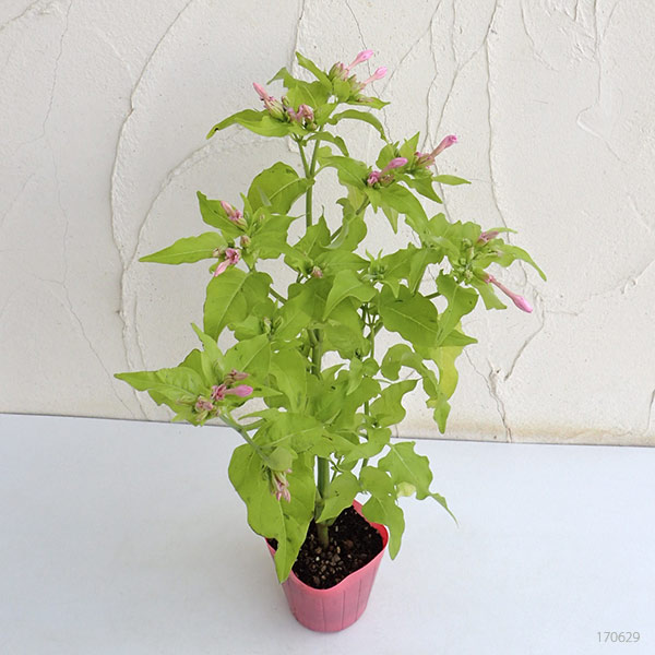 オシロイバナ:夕映え・桃3.5号ポット 2株セット