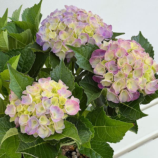 アジサイ：ディープパープルダンス6号鉢植え