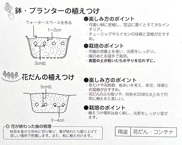 ムスカリ：アルメニアカム12球入り