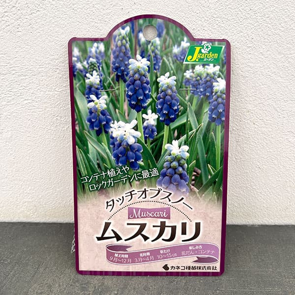 ムスカリ：タッチオブスノー7球入り