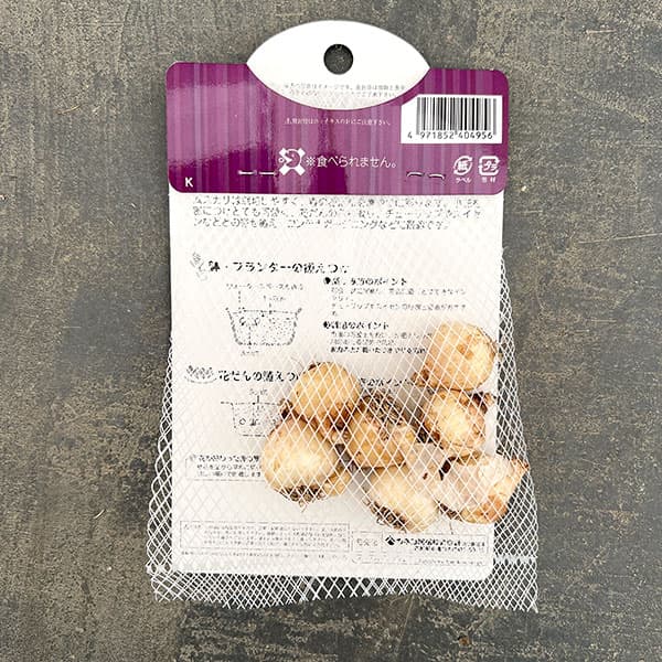 ムスカリ：タッチオブスノー7球入り