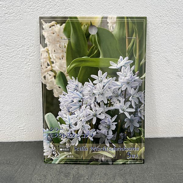 シラー:ミスクトスケンコアナ5球入り