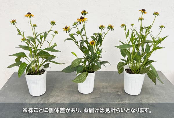 ルドベキア:リトルゴールドスター3.5号ポット