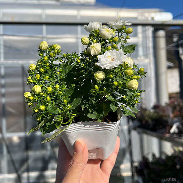 [26年3月中下旬予約]カンパニュラ：ホワイトライクミー3号ポット