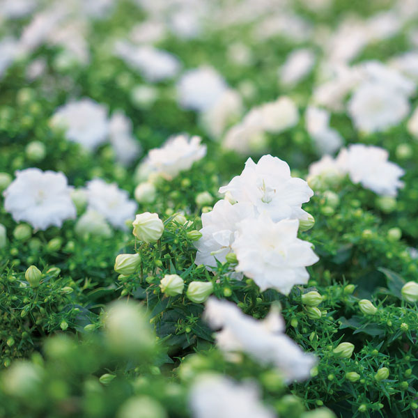 [26年3月中下旬予約]カンパニュラ：ホワイトライクミー3号ポット