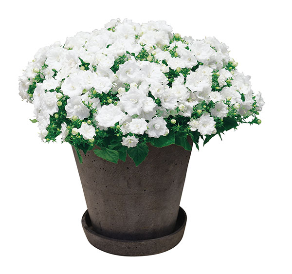 [26年3月中下旬予約]カンパニュラ：ホワイトライクミー3号ポット