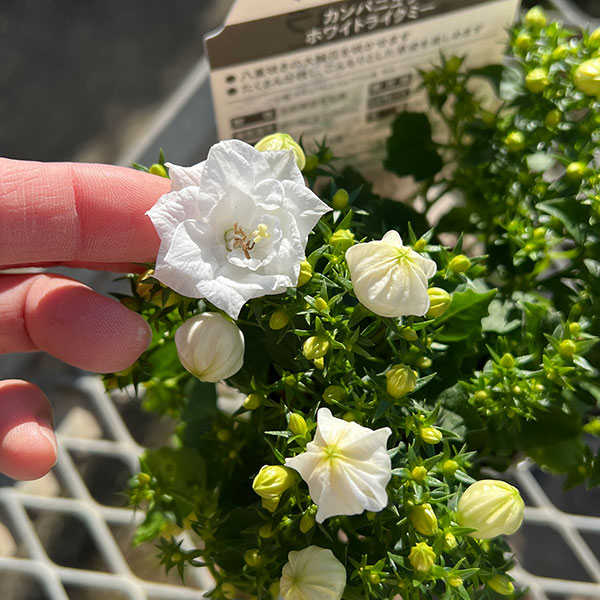 [26年3月中下旬予約]カンパニュラ：ホワイトライクミー3号ポット
