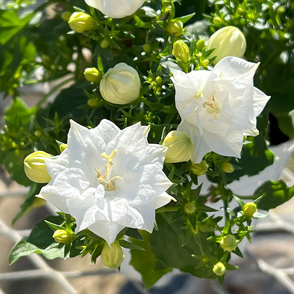 [26年3月中下旬予約]カンパニュラ：ホワイトライクミー3号ポット