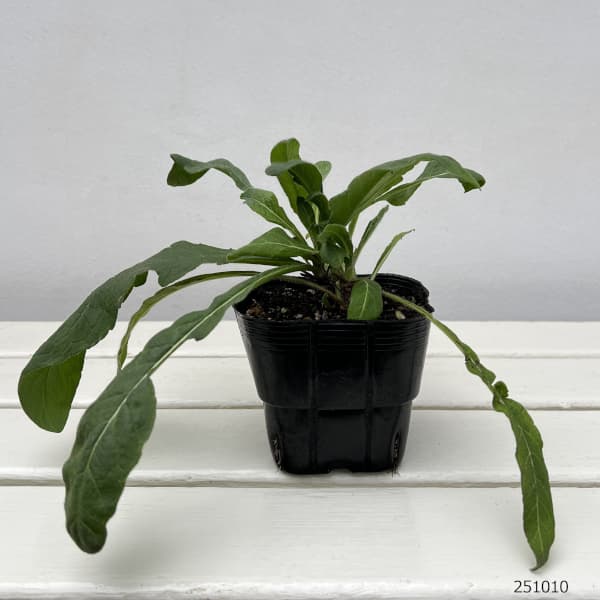 クナウティア：マケドニカ3.5号ポット 2株セット