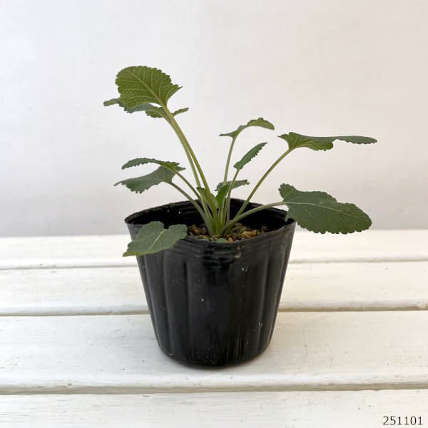 サルビア：ヌタンス3-3.5号ポット