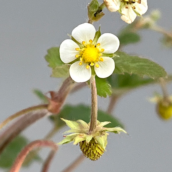 [送料無料]ワイルドストロベリー：ミグノネッテ3号ポット 24株セット