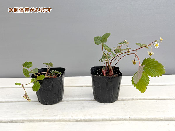 [送料無料]ワイルドストロベリー：ミグノネッテ3号ポット 24株セット