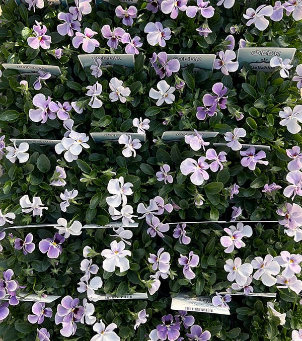 【お1人様3ポットまで】ビオラ：ステラブルー3～3.5号ポット