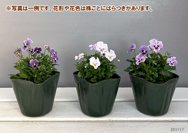 【お1人様3ポットまで】ビオラ：ステラブルー3～3.5号ポット