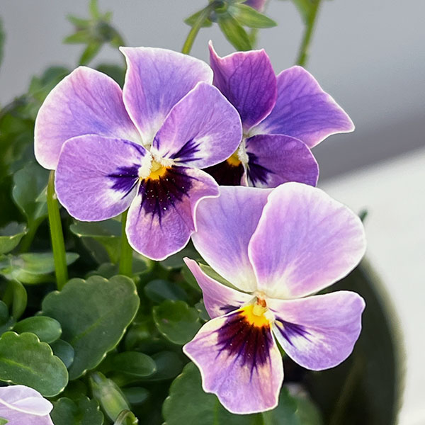 【お1人様3ポットまで】ビオラ：ステラブルー3～3.5号ポット