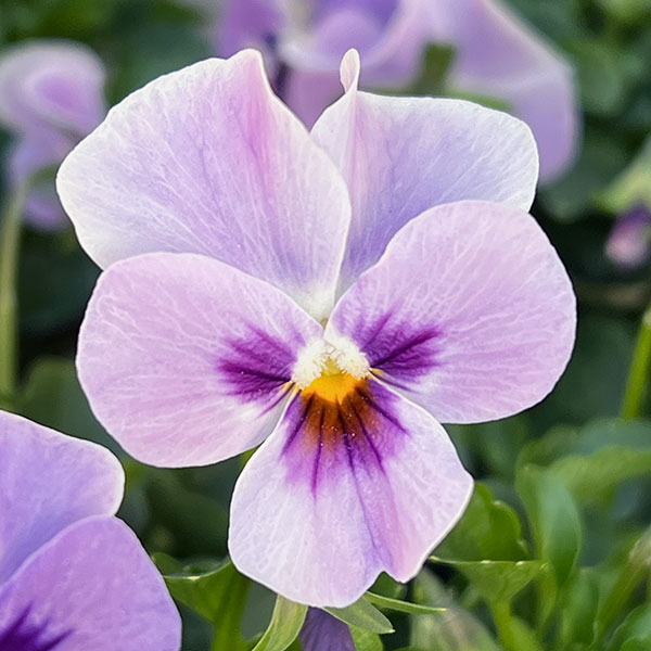 【お1人様3ポットまで】ビオラ：ステラブルー3～3.5号ポット