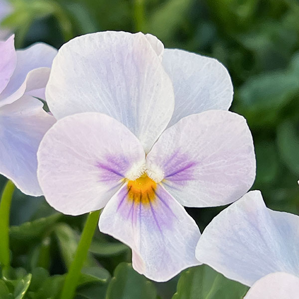 【お1人様3ポットまで】ビオラ：ステラブルー3～3.5号ポット