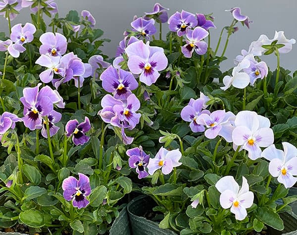 【お1人様3ポットまで】ビオラ：ステラブルー3～3.5号ポット