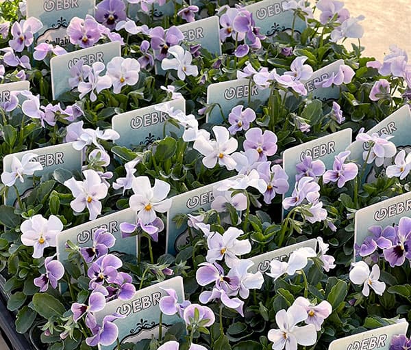 【お1人様3ポットまで】ビオラ：ステラブルー3～3.5号ポット