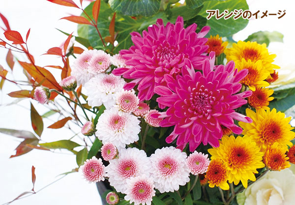 [25年10月中下旬予約]お正月お飾り菊ミックス植え5（紅福運入）4号ポット