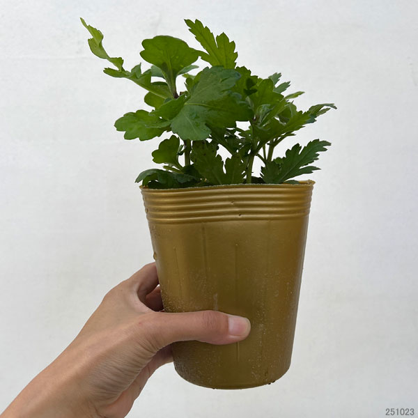 お正月お飾り菊ミックス植え5（紅福運入）4号ポット