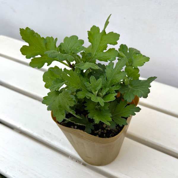 お正月お飾り菊ミックス植え5（紅福運入）4号ポット