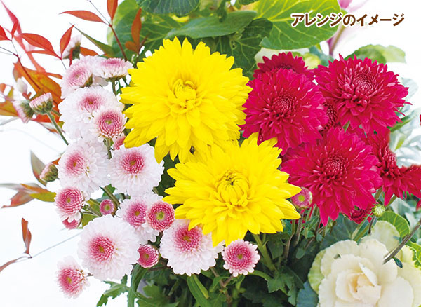 [25年10月中下旬予約]お正月お飾り菊ミックス植え4（金王冠入）4号ポット