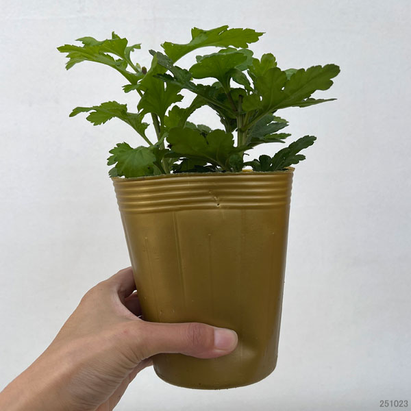 お正月お飾り菊ミックス植え4（金王冠入）4号ポット
