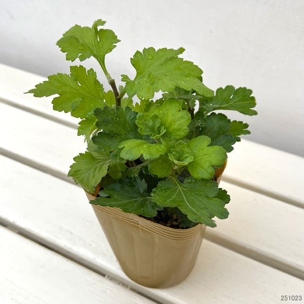 お正月お飾り菊ミックス植え4（金王冠入）4号ポット