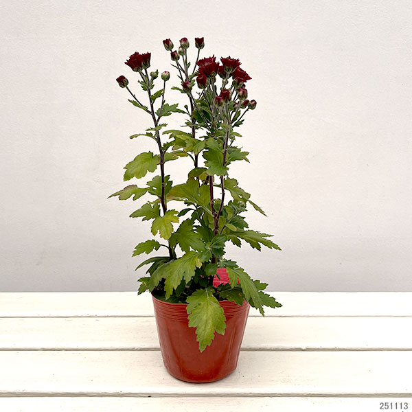 手間なし菊苗：秋のダリア咲き　ロレッタ4号ポット