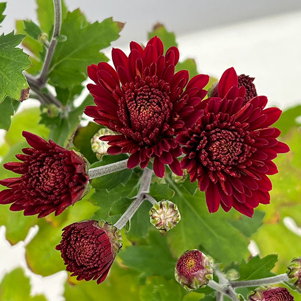 手間なし菊苗：秋のダリア咲き　ロレッタ4号ポット