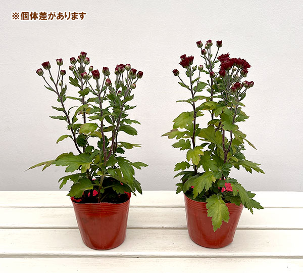 手間なし菊苗：秋のダリア咲き　ロレッタ4号ポット