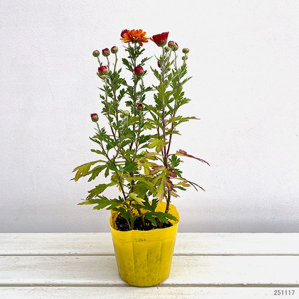 手間なし菊苗：秋のダリア咲き　エルロイス4号ポット