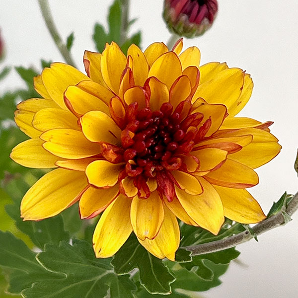 手間なし菊苗：秋のダリア咲き　エルロイス4号ポット