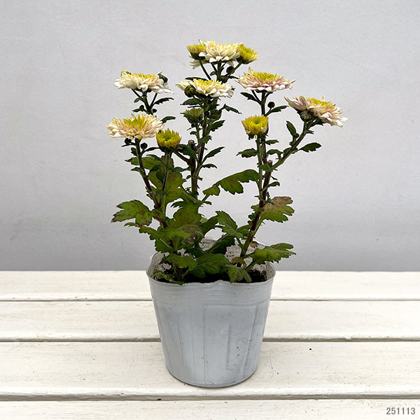 手間なし菊苗：秋のダリア咲き　ミルトン4号ポット