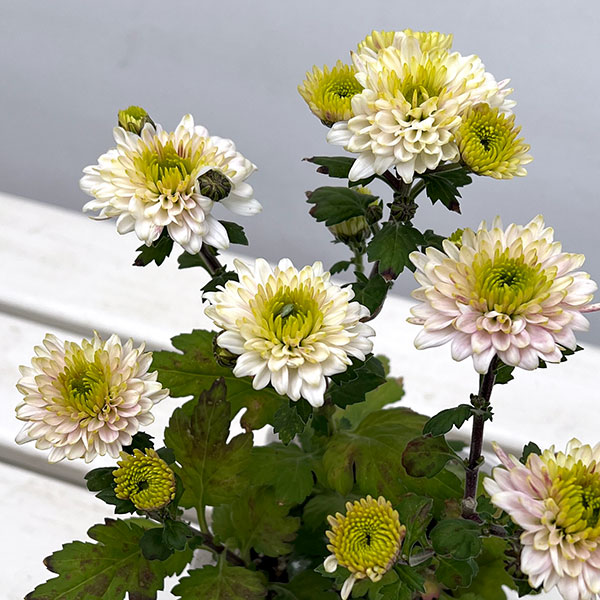 手間なし菊苗：秋のダリア咲き　ミルトン4号ポット