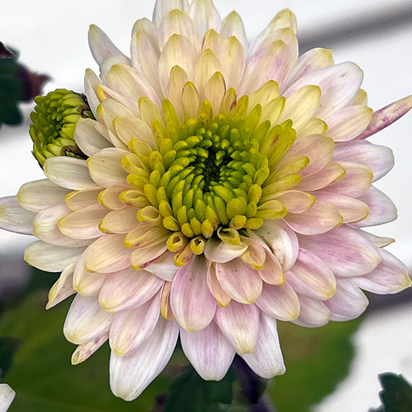 手間なし菊苗：秋のダリア咲き　ミルトン4号ポット