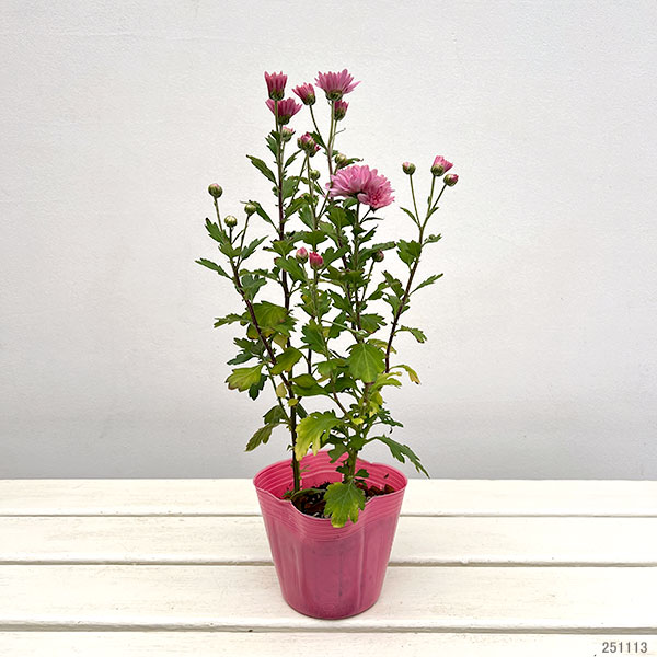 （わけあり特価）手間なし菊苗：秋のダリア咲き　エルセシル4号ポット