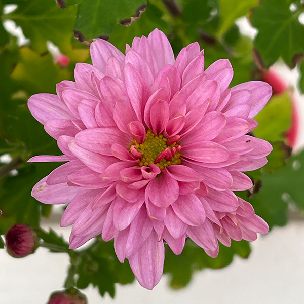 （わけあり特価）手間なし菊苗：秋のダリア咲き　エルセシル4号ポット