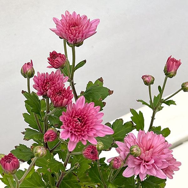 （わけあり特価）手間なし菊苗：秋のダリア咲き　エルセシル4号ポット