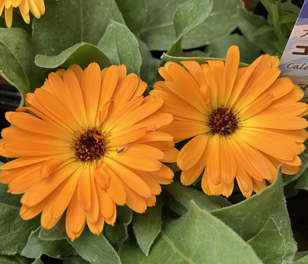 もこもこカレンジュラ：ワニさんのサックス（エミフル パンプキン）2.5号ロングポット