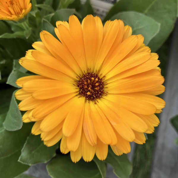 もこもこカレンジュラ：ワニさんのサックス（エミフル パンプキン）2.5号ロングポット