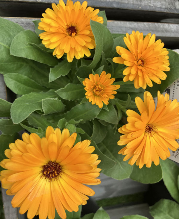 もこもこカレンジュラ：ワニさんのサックス（エミフル パンプキン）2.5号ロングポット