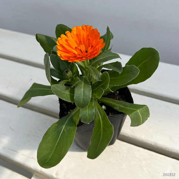 カレンジュラ:エミフル パンプキン3号ポット