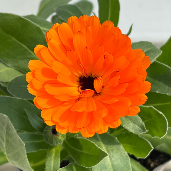 カレンジュラ:エミフル パンプキン3号ポット