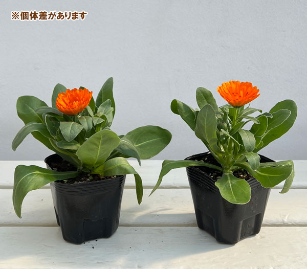 カレンジュラ:エミフル パンプキン3号ポット